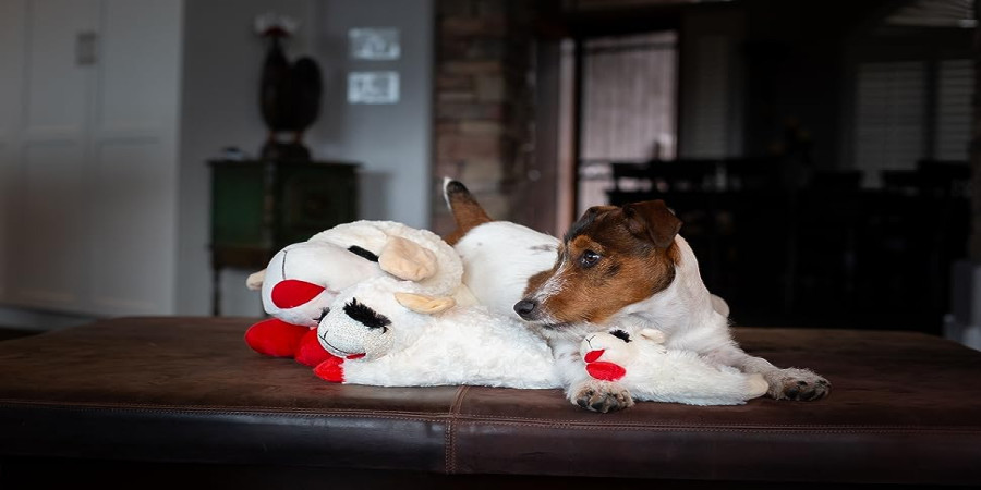 Why Dogs Go Crazy for Lamb Chop