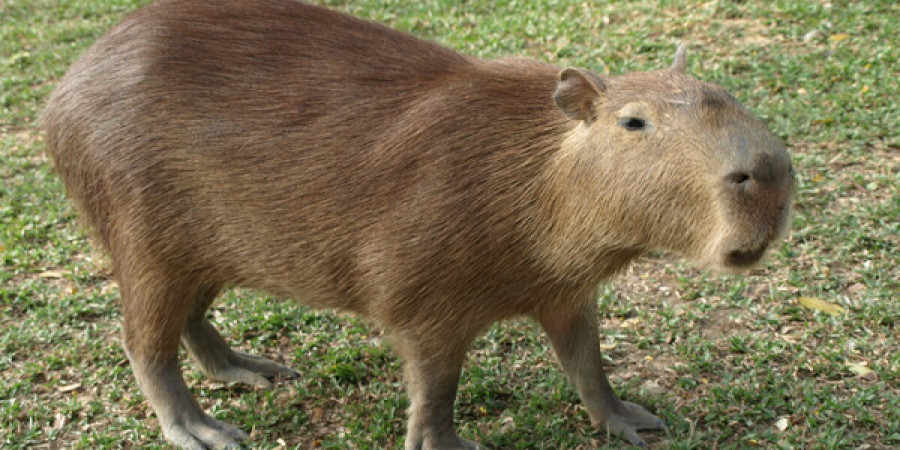 Can You Own a Capybara as a Pet in Florida?