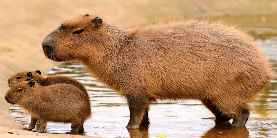 Can You Legally Own a Capybara? The Complex Answer