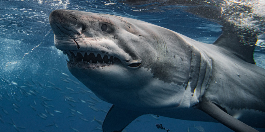 Shark Attacks in the Philippines: Understanding the Risks and Staying Safe