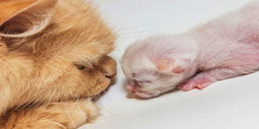 Does a Father Cat Know His Kittens? A Look at Feline Paternal Instincts