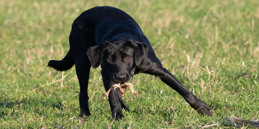 My Dog Ate a Dead Bird: What Should I Do?