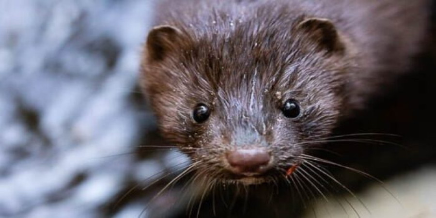 Mink on the Brink: Meet the World's Rarest Weasel Relatives