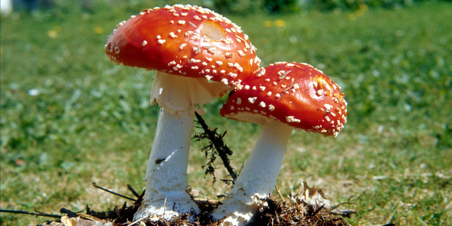 30 Creative Names for Your Mushroom (With Meanings)