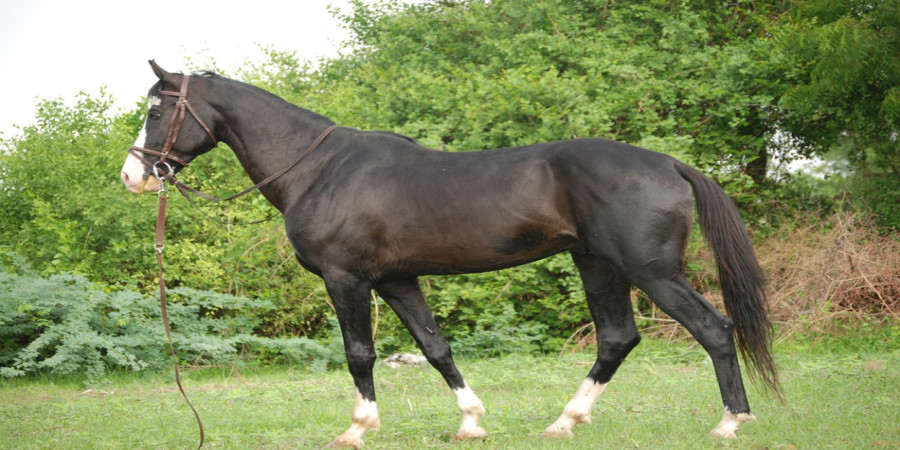 25 Majestic Names for Your Indian Horse (with Meanings)